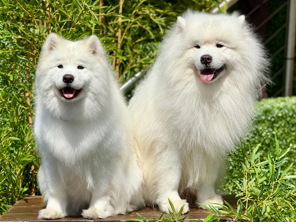 Mèo đang được chải lông